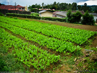 Продаётся дом Вашей мечты! - Изображение #1, Объявление #1278246