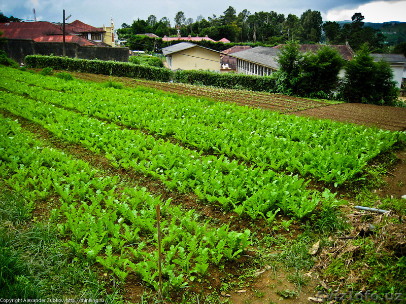 Продаётся дом Вашей мечты! - Изображение #1, Объявление #1278246